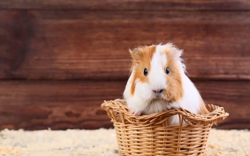 What Are Fun Ways of Training Guinea Pigs