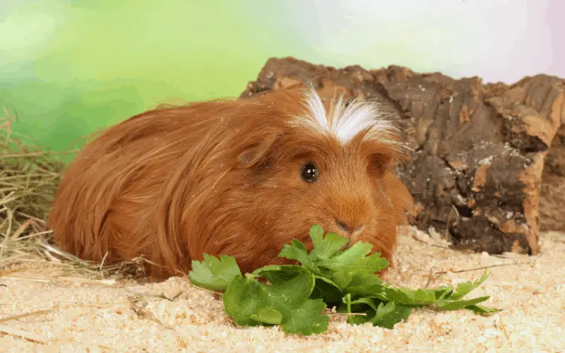 Can You Feed Guinea Pigs Too Much Grass