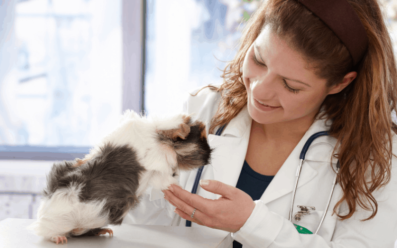 Caring For Your Guinea Pig