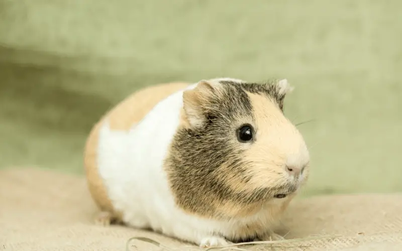 Do Guinea Pigs Need A Constant Supply Of Hay
