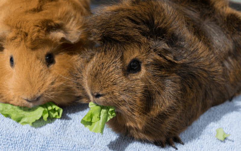 Do Guinea Pigs Stop Eating When They Are Full