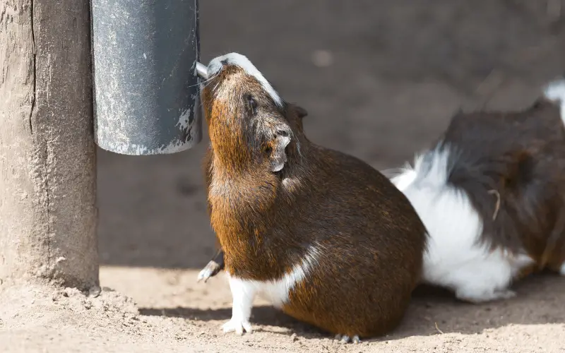 Drinks You Shouldn’t Offer Your Guinea Pigs