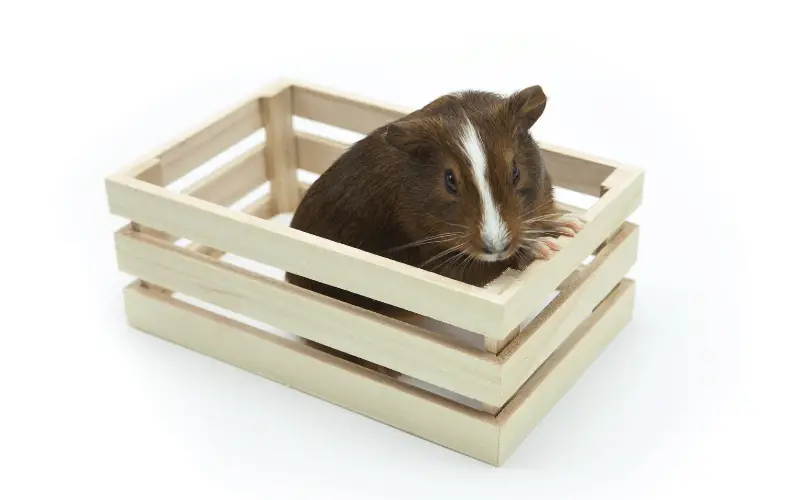 Fun Activities to Try With Your Guinea Pigs