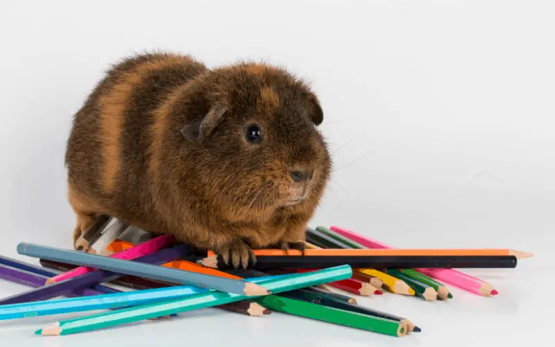 Fun Games to Play with Your Guinea Pig