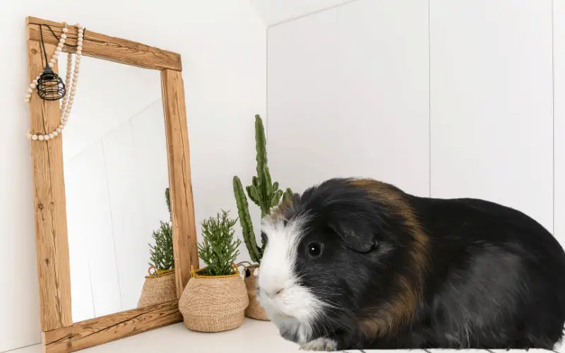 Guinea Pig Negative Reactions To Mirrors