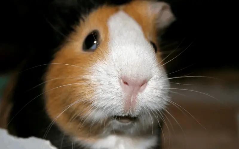 How Do You Know If Your Guinea Pig Is Not Happy