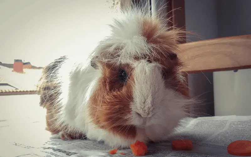 How Long Can Guinea Pigs Go Without Hay
