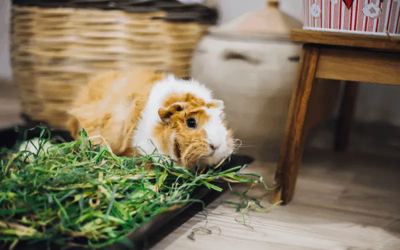 How Much Willow Tree Leaves Can Guinea Pigs Eat