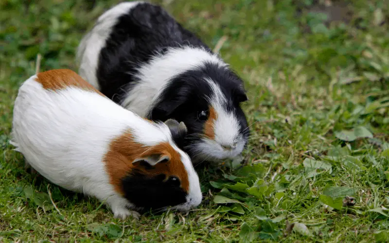 How Often Can Guinea Pigs Eat Chard