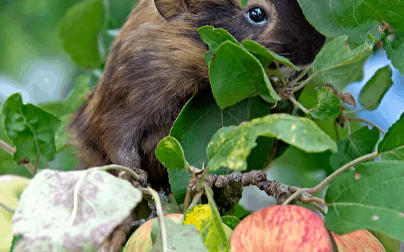 How Often Should a Guinea Pig Eat Apple Tree Leaves