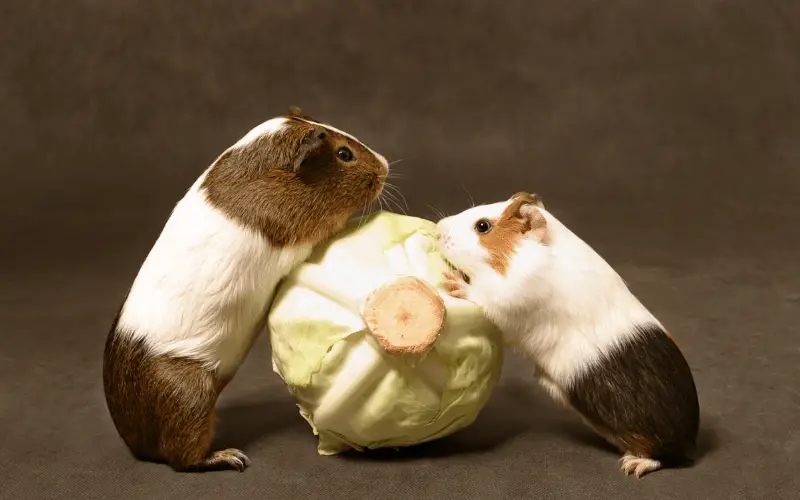 How Playing Guinea Pigs Behave