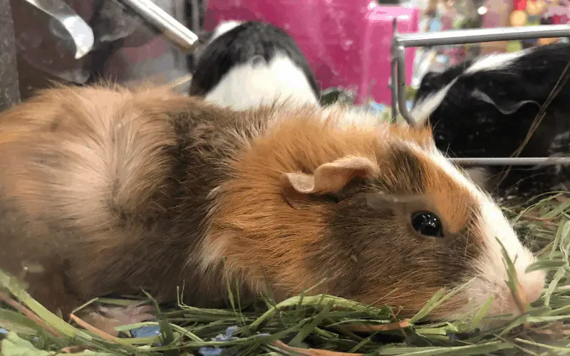How To Know a Good Hay For Guinea Pigs