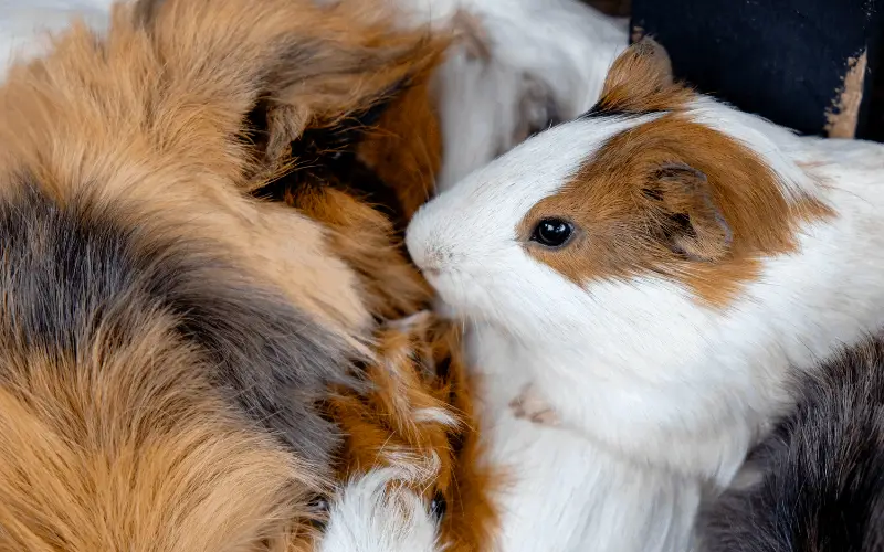 How to Introduce New Guinea Pigs