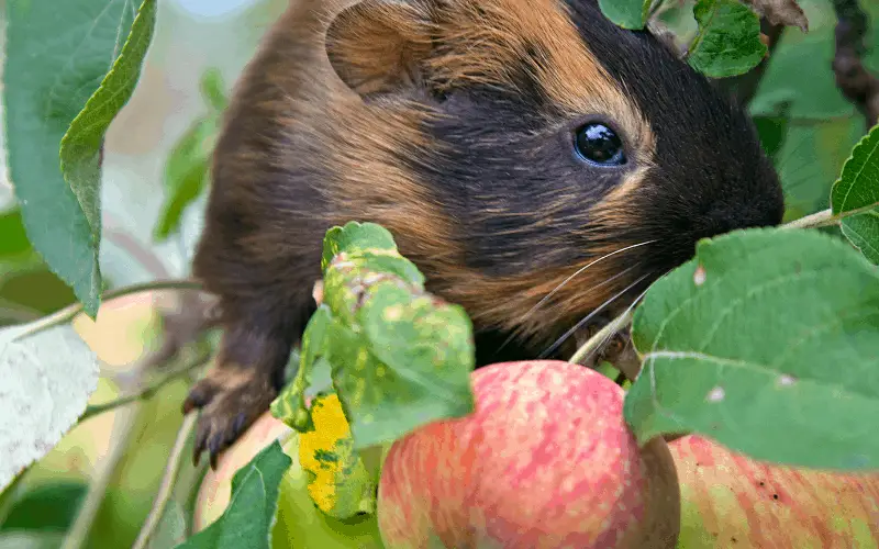 Side Effects of Apple Tree Leaves On Guinea Pigs