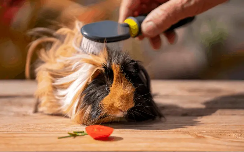 Why Feed Your Guinea Pigs with Tomatoes