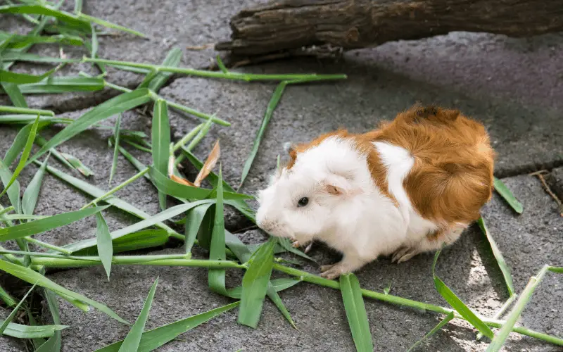 Why Guinea Pigs Stop Eating When They Are Full