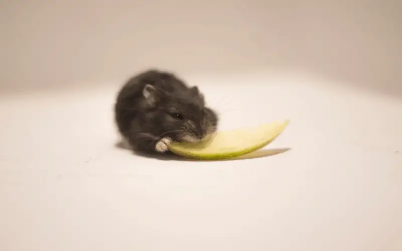 Can Dwarf Hamsters Eat Apples