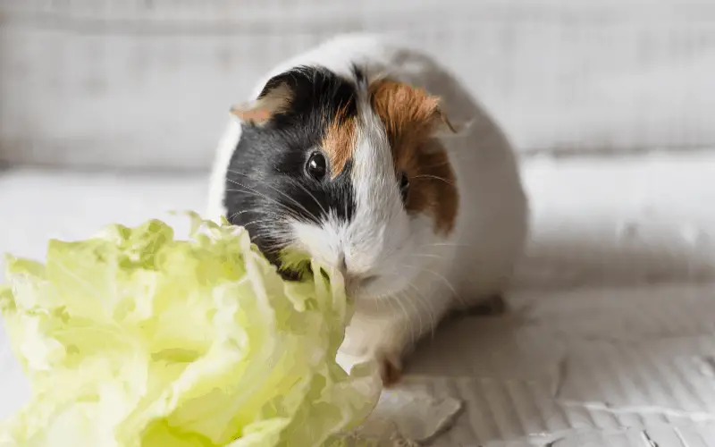 Can Dwarf Hamsters Eat Lettuce