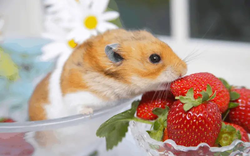 Can Dwarf Hamsters Eat Strawberries