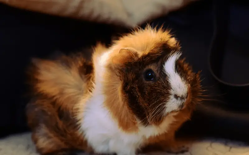 How To Tell If Your Guinea Pig Is Pooping Too Much