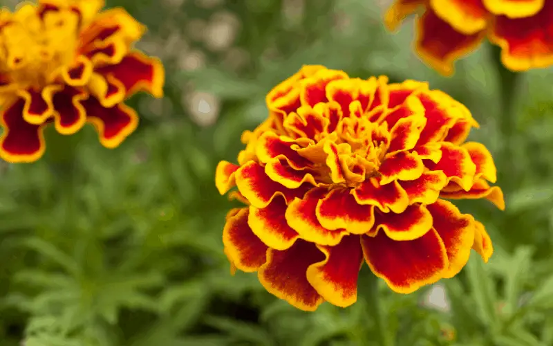 Nutritional Contents Of Marigolds