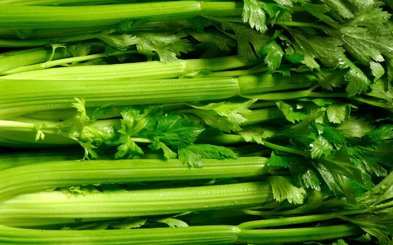 What Are The Benefits Of Celery