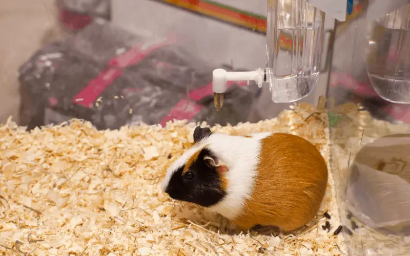 Benefits of Water to Hamsters