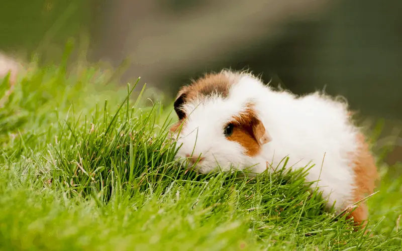 What Wild Plants Can Guinea Pig Eat