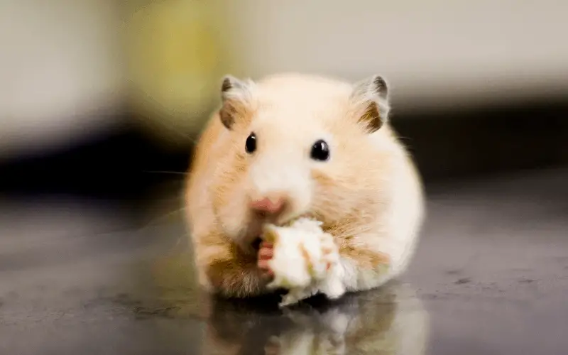 how much bread can hamsters eat