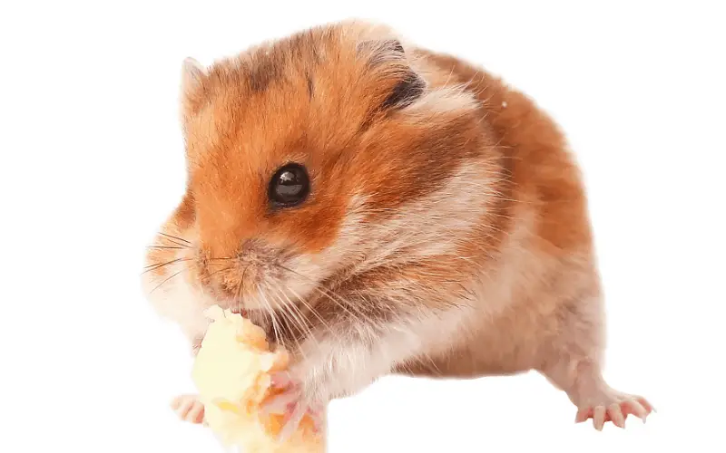 is cheese good for dwarf hamsters
