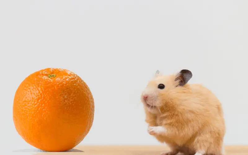 is orange safe for hamsters