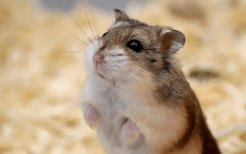 Can Hamsters Die from Loud Noises