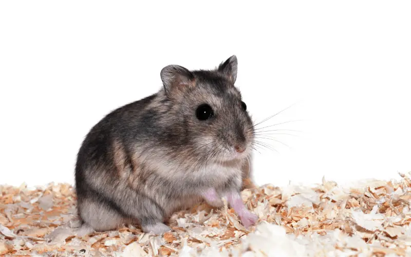 How Do Russian Dwarf Hamsters Behave