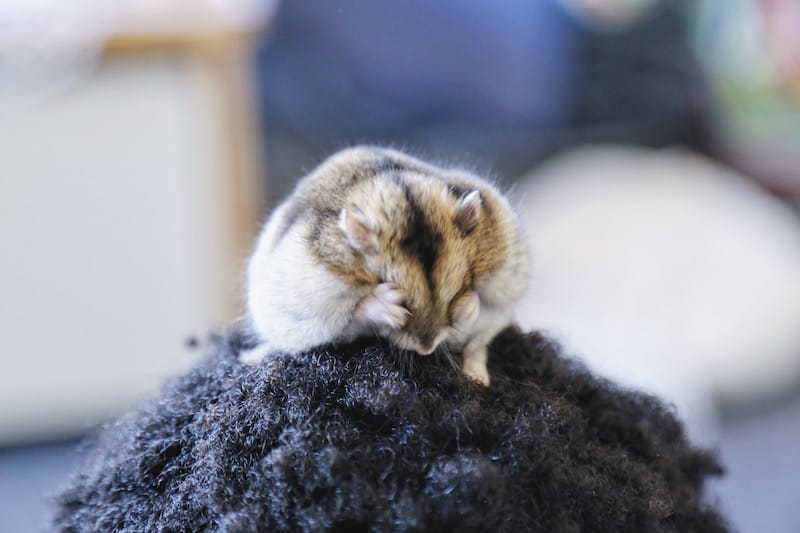 How Often Should I Feed My Dwarf Hamster