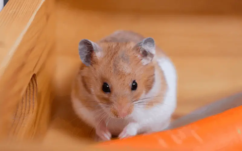 What Sound Do Hamsters Hate