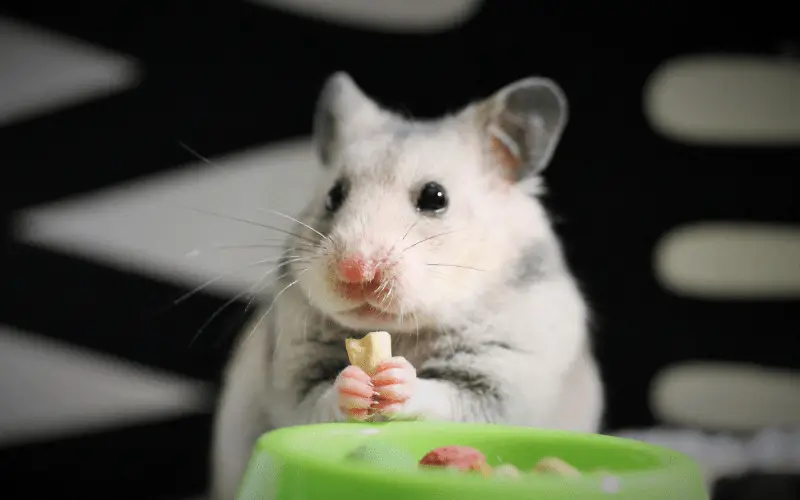 is grapes good for hamsters