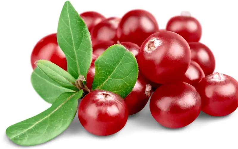 Health Benefits of Cranberries for Hamsters