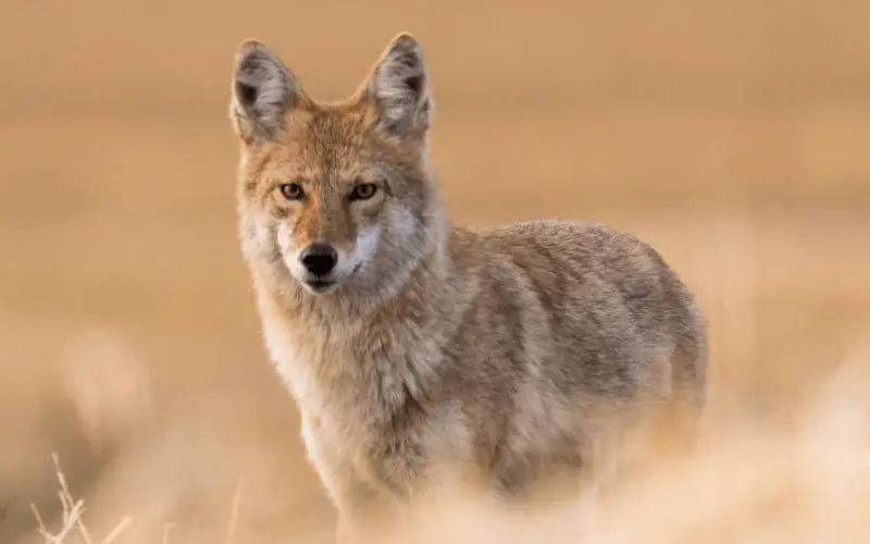 Can Coyotes Be Domesticated