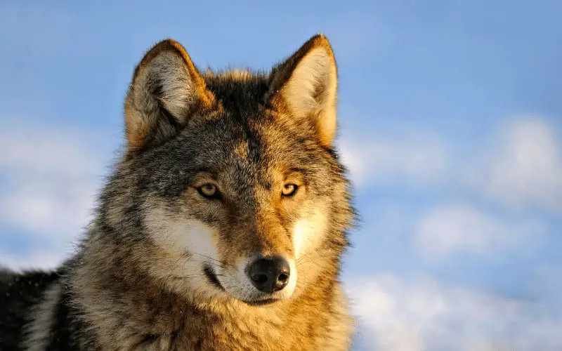 Can Wolves Be Domesticated