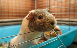 How Often Should You Clean Guinea Pig Cage | How Often Should You Clean Guinea Pig Cage