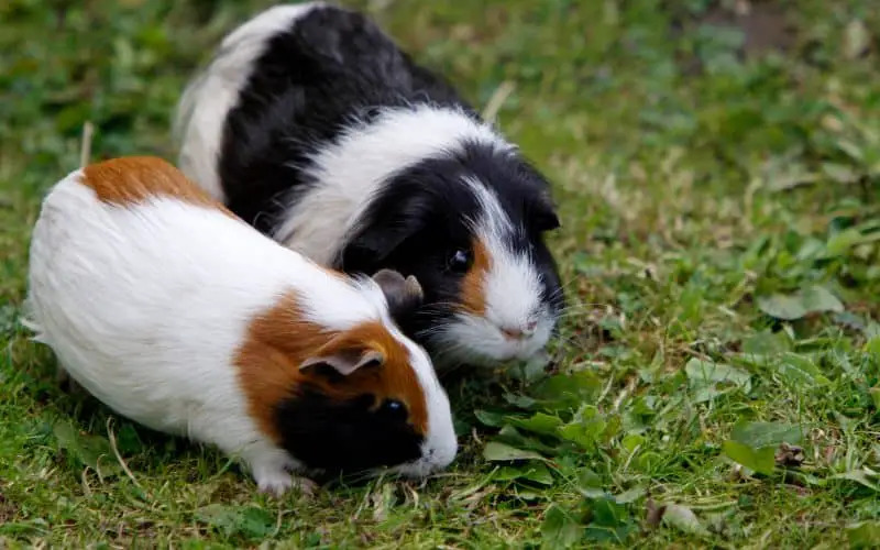 What Happens When Guinea Pigs Eat Too Much Coriander