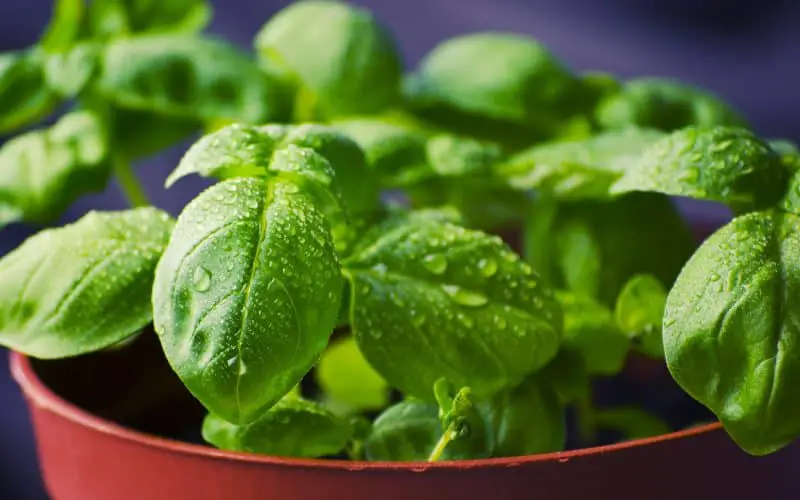 is basil plant good for guinea pigs