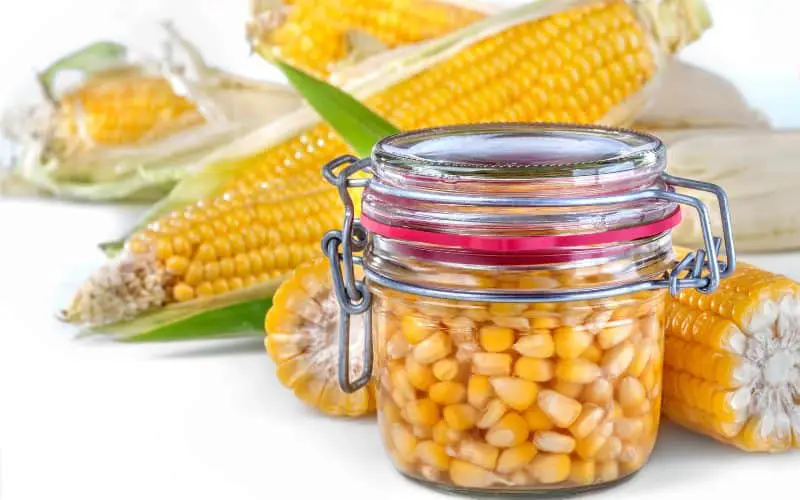 is canned corn good for guinea pigs