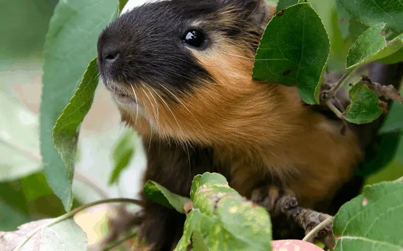 Benefits of Apple Tree Leaves to Guinea Pigs