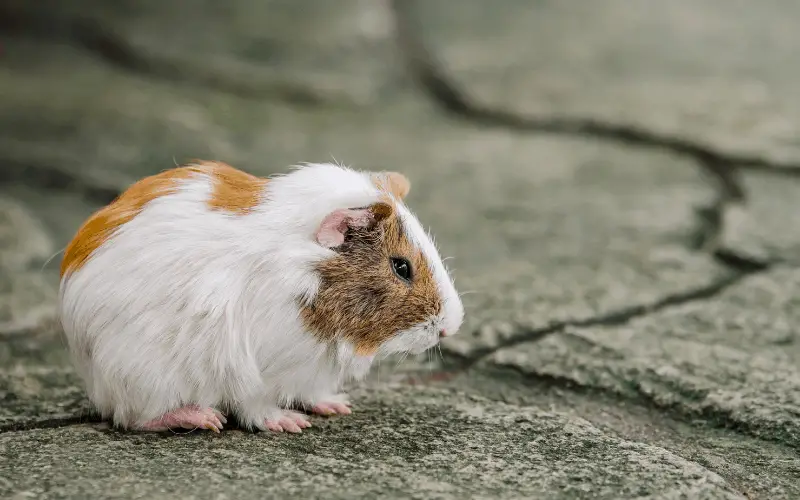 Can Guinea Pigs Die of Loneliness