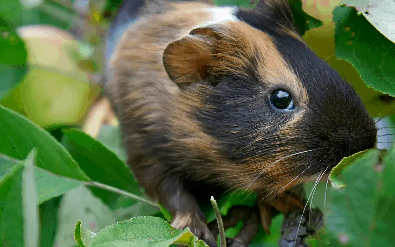 Can Guinea Pigs Eat Apple Tree Leaves