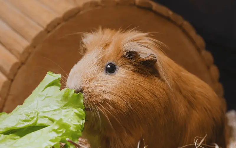 Can Guinea Pigs Eat Lettuce Stalks