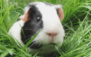 How Long Can Guinea Pigs Go Without Hay | Can Guinea Pigs Live Without Hay
