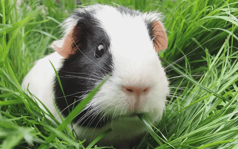 Can Guinea Pigs Live Without Hay
