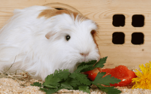 Can You Feed Guinea Pigs Too Much Vegetables | Can You Feed Guinea Pigs Too Much Vegetables